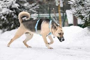 Lieber Cäsar sucht liebevolle Familie Bild 6