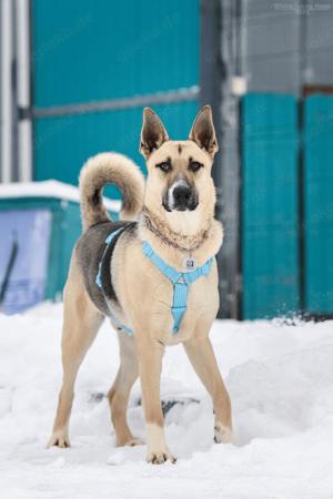 Lieber Cäsar sucht liebevolle Familie Bild 4