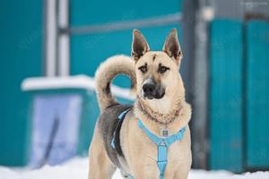 Lieber Cäsar sucht liebevolle Familie Bild 8