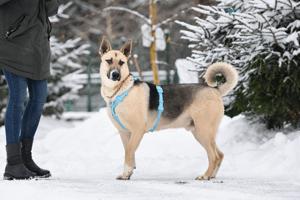 Lieber Cäsar sucht liebevolle Familie Bild 10