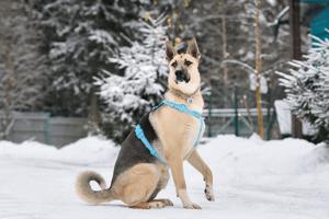 Lieber Cäsar sucht liebevolle Familie Bild 9