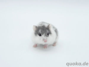 Campbell Hamster Zwerghamster 