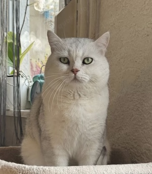 Deckkater BKH
