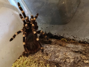 Acantoscuria geniculata 0,1