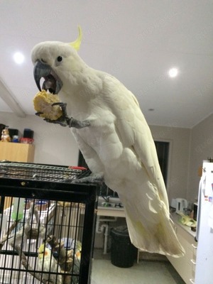 Weishaubenkakadu