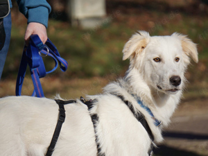 Faustro sucht sein Zuhause Bild 3