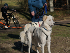 Faustro sucht sein Zuhause Bild 2