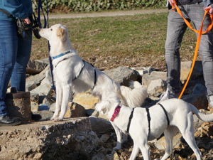 Faustro sucht sein Zuhause Bild 6