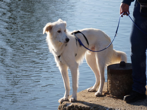 Faustro sucht sein Zuhause Bild 5