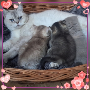 Süße BKH Kitten MIT Stammbaum 