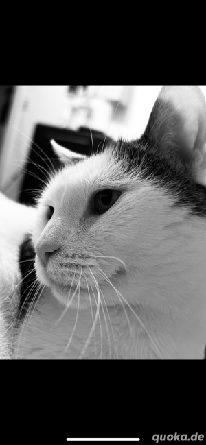 Suche Katze n für liebevolles Für-Immer Zuhause 