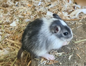 Rennmäuse Wüstenrennmäuse Gerbils