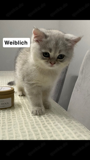 Meine beiden kleinen Samtpfoten suchen eine liebevolle Familie.
