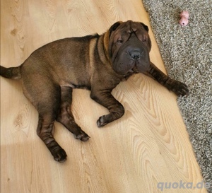 Shar Pei Hündin 