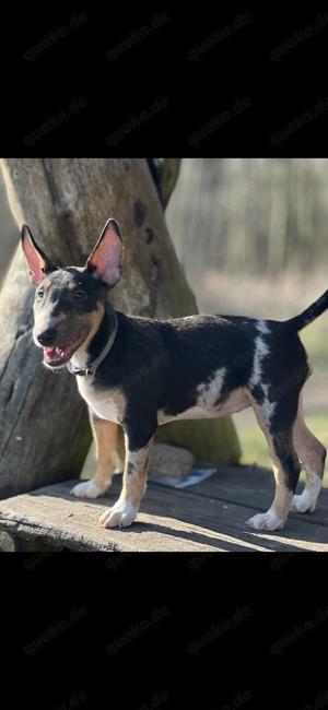 Miniaturen Bullterrier Welpen 