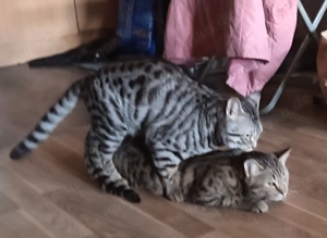 Bengal bkh mix Deckkater 