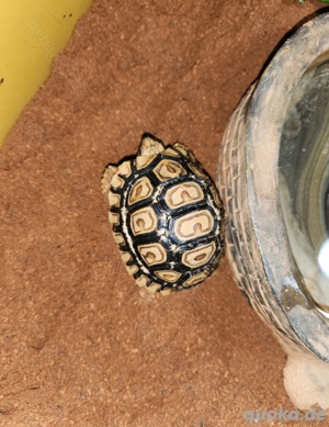 Pantherlandschildkröte