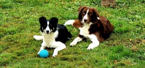 2 Bordercollie suchen ein neues Zuhause