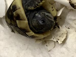 Verkaufe griechische Landschildkröten aus eigener Zucht