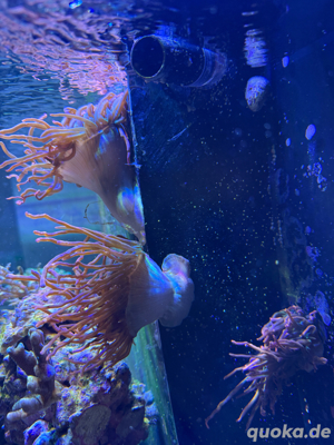 3 Kupferanemonen