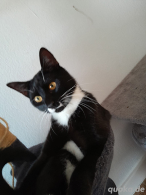 Sehr schöne und kluge  Katze