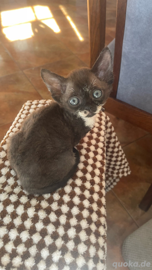 Devon Rex Mädchen  , Stammbaum von  FIFE Bild 2