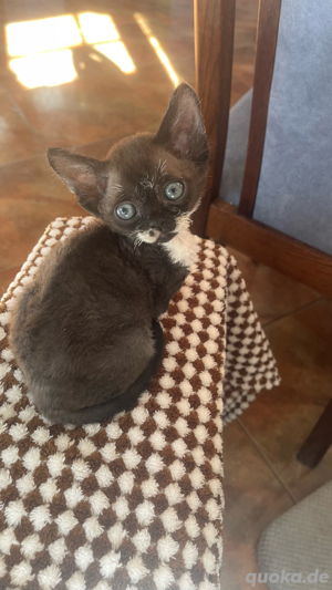 Devon Rex Mädchen  , Stammbaum von  FIFE Bild 3