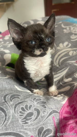 Devon Rex Mädchen  , Stammbaum von  FIFE Bild 7