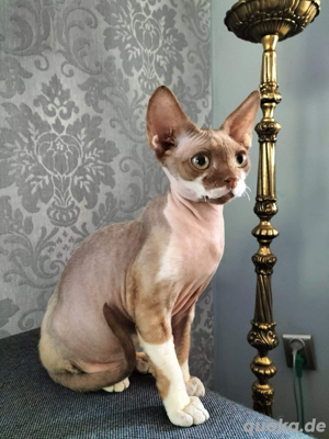 Devon Rex Mädchen  , Stammbaum von  FIFE Bild 5