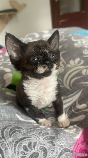 Devon Rex Mädchen  , Stammbaum von  FIFE Bild 6