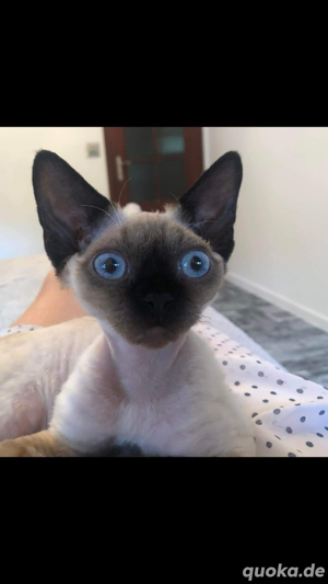 Devon Rex Mädchen  , Stammbaum von  FIFE Bild 4