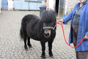 Pony Stute  1.10 m