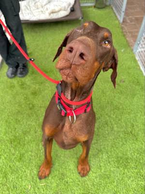 Hübscher Dobermann Mischling Nilo  *reserviert*