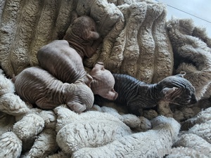 Sphynx Kitten zum verlieben