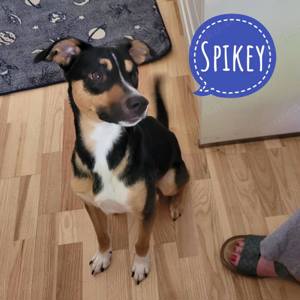 Spikey, Jack Russel Terrier Mix