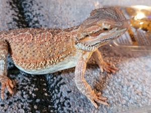 0.1 Pogona vitticeps (Bartagame)