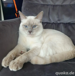 Siam Kitten ab 12.04. abgabebereit Bild 4