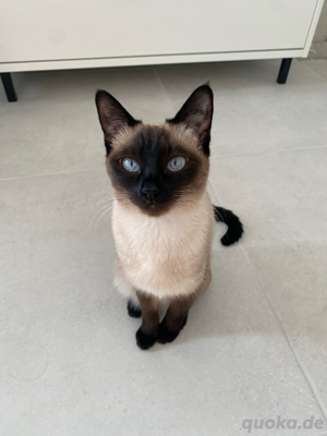 Siam Kitten ab 12.04. abgabebereit Bild 3