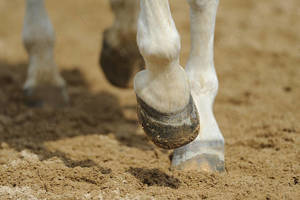 Pferd in Geroldshausen sucht Reiter in