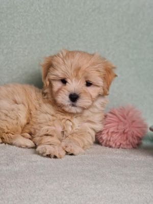 Maltipoo welpe zuckersüß