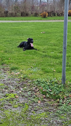 Hund sucht Zuhause 