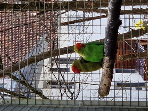 Taranta Bergpapageien