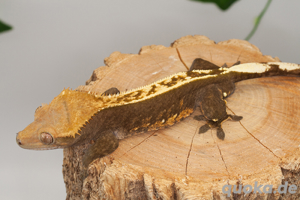 C. ciliatus (Kronengecko) verschiedenste Morphe