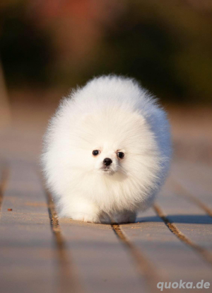 Pomeranian Zwergspitz Boo