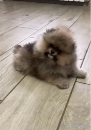 PomeranianZwerg Spitz Boo Bild 7