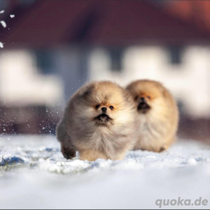PomeranianZwerg Spitz Boo Bild 6