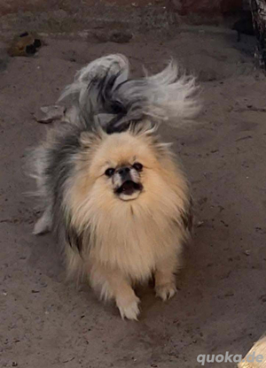 PomeranianZwerg Spitz Boo Bild 10
