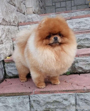 PomeranianZwerg Spitz Boo Bild 9