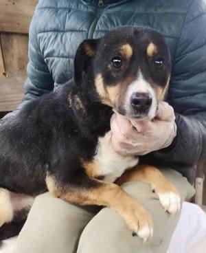 Franjo sucht warmes & liebevolles Zuhause