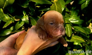 OEB Old English Bulldog Welpen lilac tricolor braun weiß